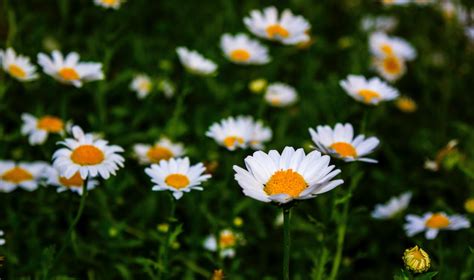 White Daisy Flower Field · Free Stock Photo