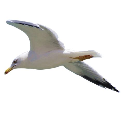 Gull Png Transparent Image Download Size 600x600px