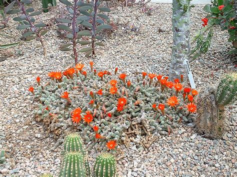 In their native setting, cacti may go for years without flowering, conserving energy until conditions are right and they can expend the energy resources to flower. Plants & Flowers » Peanut Cactus