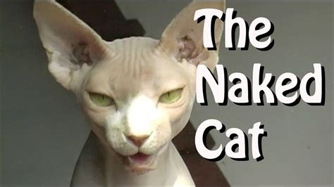 Sphynx The Naked Cat Youtube