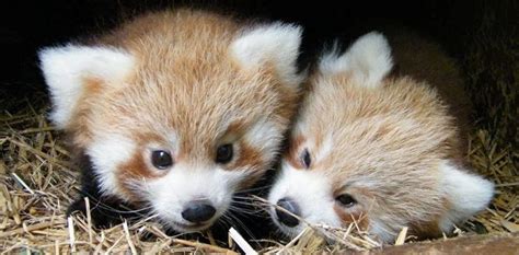 Just Too Cute Adorable Red Panda Cubs Born At British Zoo