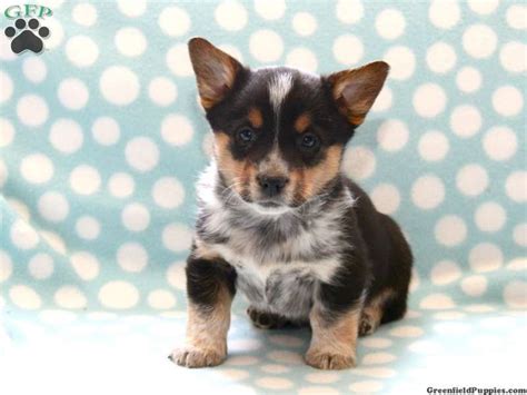 Free delivery available with purchase of a puppy and their supplies within 100 mile radius of our store. Bandit, Welsh Corgi Mix for sale from Gordonville, PA ...