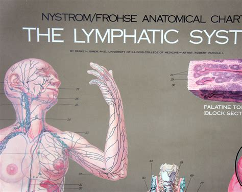 Vintage 1950s Frohse Lymphatic System Human Anatomy Wall Chart Hoof
