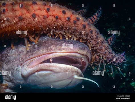 Sunflower Star Pycnopodia Helianthoides Scavenging Pacific Cod Gadus