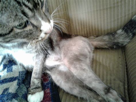Cat Losing Hair On Back Legs Reddit Cat Meme Stock Pictures And Photos