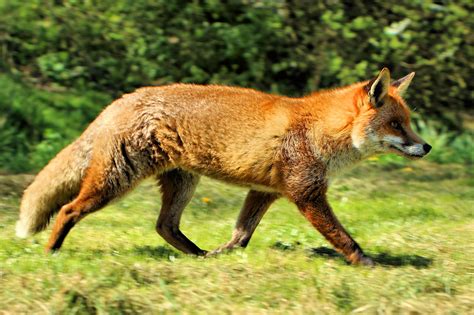 Image Result For British Fox Fox Red Fox Fox Images