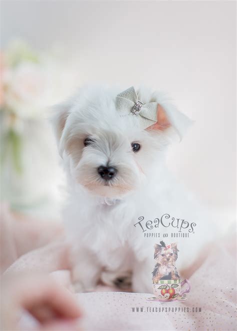 We produce puppies that can range from 10 pounds to 35 pounds. Maltese Puppies For Sale in South Florida | Teacups ...