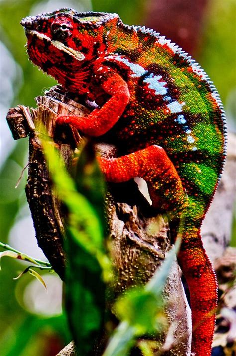 Animals belonging to the tropical rainforest biome go in this category. Best ideas about Awsome Rainforest, Rainforest Lizard and ...