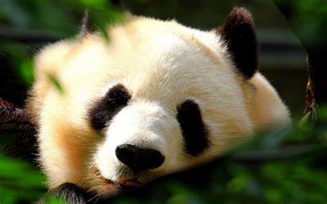 Free Download Pandas Bears Panda Windows Bing Kung Fu 2 Nature Lazy