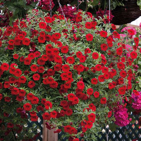 Maybe you would like to learn more about one of these? Calibrachoa Cabaret® Bright Red Plants from Mr Fothergill's