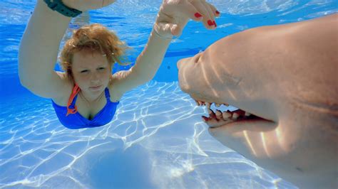 shark in the swimming pool youtube