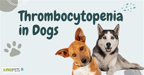 Thrombocytopenia In Dogs Kobi Pets