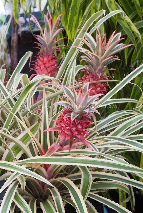 Variegated Pineapple Plant Ananas Comosus Variegatus In Red Fruited