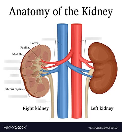Anatomy Of The Kidney Diagram Quizlet