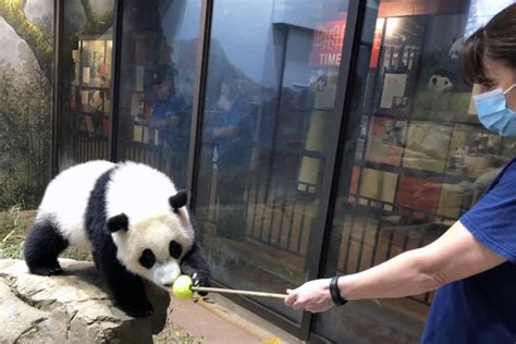 Dcs Giant Panda Cub A ‘quick Learner Begins Husbandry Training Wtop