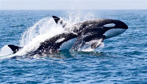 Killer Whale Skin Disease Worries Scientists Futurity