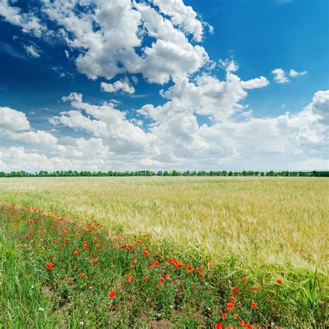 Clouds In Blue Sky And Green Agricultural Field With Poppies Stock