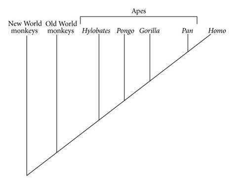 Simple Primate Phylogeny