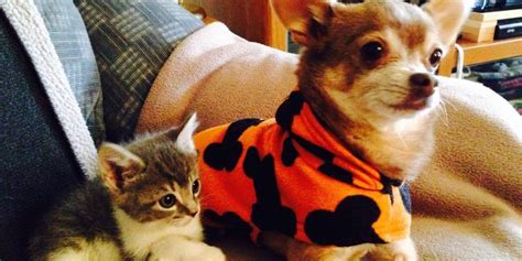 16 Reasons Why Fostering A Shelter Pet Is Basically The Best Thing In