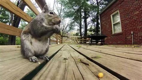Gopro Hd Time Lapse Squirrel Youtube