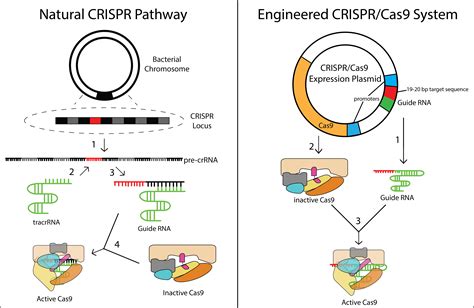 How Crispr Cas Gene Editing Is Revolutionizing Medical Research