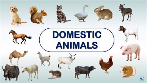 Domestic Animals Pictures With Names