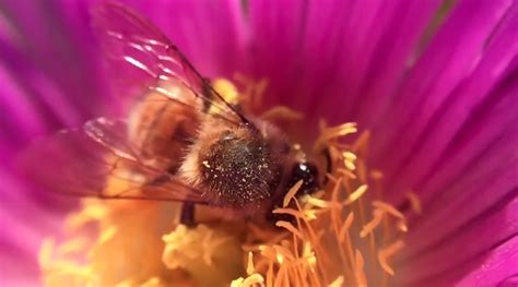 Bee Collecting Pollen Video Pod Collective Pod Collective