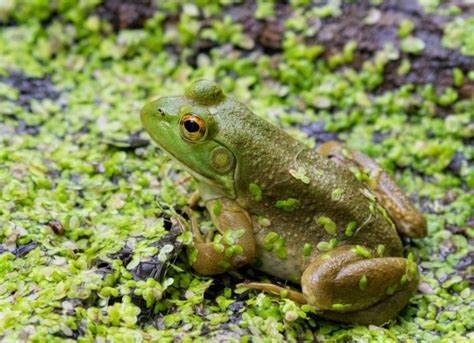 14 Frogs Of Michigan Id Guide With Photos And Calls