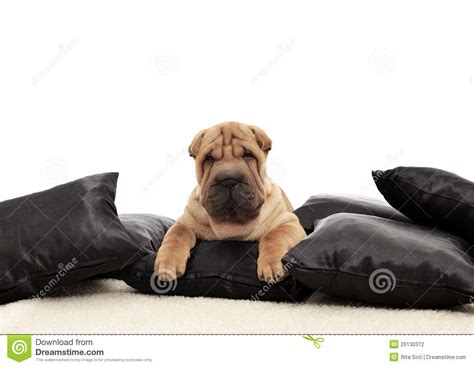 Sharpei Puppy With Black Pillows Stock Photo Image Of Sleeping