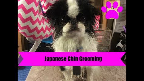 How To Cut A Japanese Chin