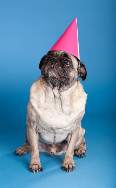 Pug Dog Wearing Birthday Hat Stock Image Image Of Blue Wearing 19877835