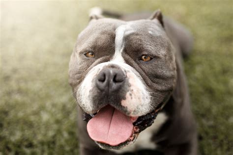 42 Pitbull Dog Photos Images