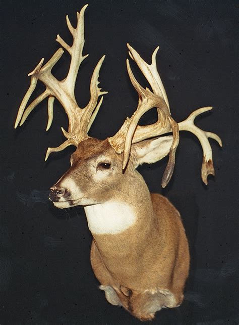 The Biggest Bandc Non Typical Whitetail Deer Tactical Defense Usa
