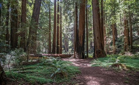 300 Foot Tall Trees Redwood National Forest California Oc 5420x3840