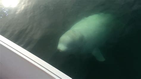 Beluga Whale Spotted In Halifax Harbour Youtube