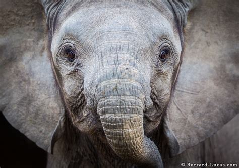 Elephant Close Up Burrard Lucas Photography