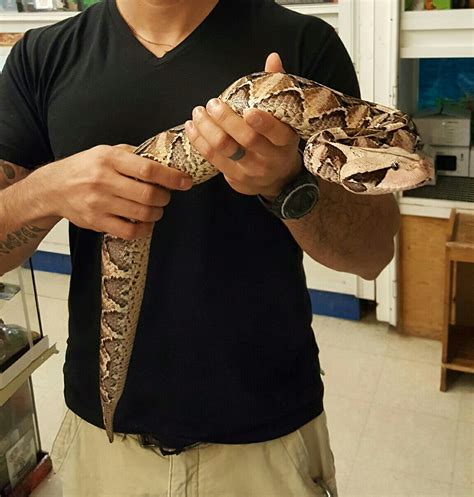 Me Holding A Gaboon Viper Pretty Snakes Beautiful Snakes Animals And