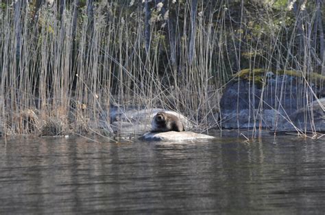 First Saimaa Ringed Seals Successfully Translocated Within Lake Saimaa