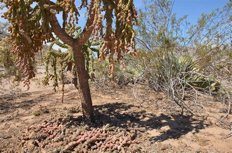 It's a cactus from the genus cylindropuntia or cholla cactus. Shadow Shot Sunday 2: Cholla | Magical Mystical Teacher