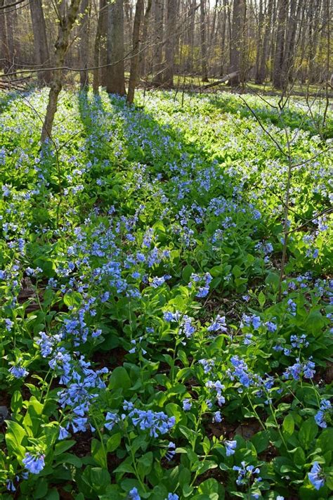 Fields Of Virginia Bluebells In Spring Stock Image Image Of Forest