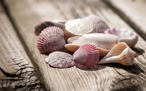 Beautiful Shells Wallpaper 1920x1200 15384