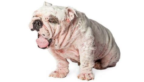 Demodectic Mange On A Dog Demodex Mites Humid Weather Dog Skin