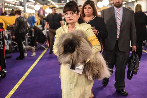 Westminster Dog Show 2020 See The Best In Show Group Winners Wsoc Tv