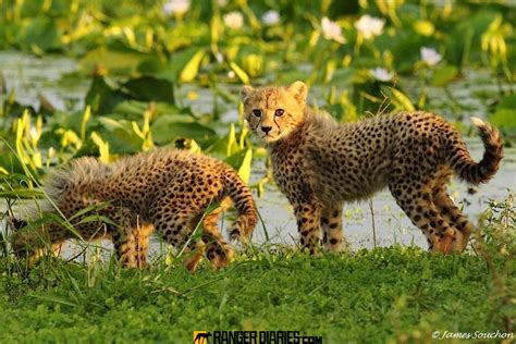 Ranger Diaries Little Cheetahs Baby Cheetahs Cheetah Cubs Kwazulu