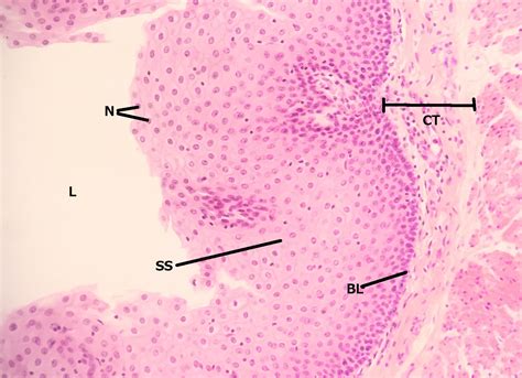 Epithelium Histology Stratified Squamous Epithelium Labels My Xxx Hot Girl