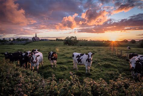 Download Farm Cattle Animals On The Field With Sunset Wallpaper