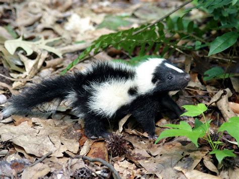 Please keep this subreddit family friendly. Find a Baby Skunk? Get Help Here. Bi-State Wildlife ...