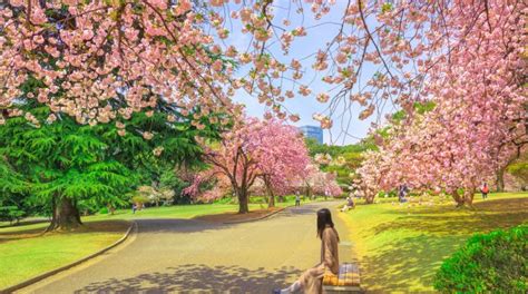 Japan Cherry Blossom Season 2019