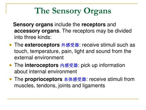 Ppt The Sensory Organs Powerpoint Presentation Free Download Id