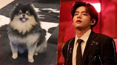 Bts V Aka Kim Taehyungs Post With Dog Tannie Gets Staggering 17